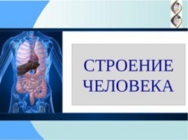 Презентация тема Строение человека