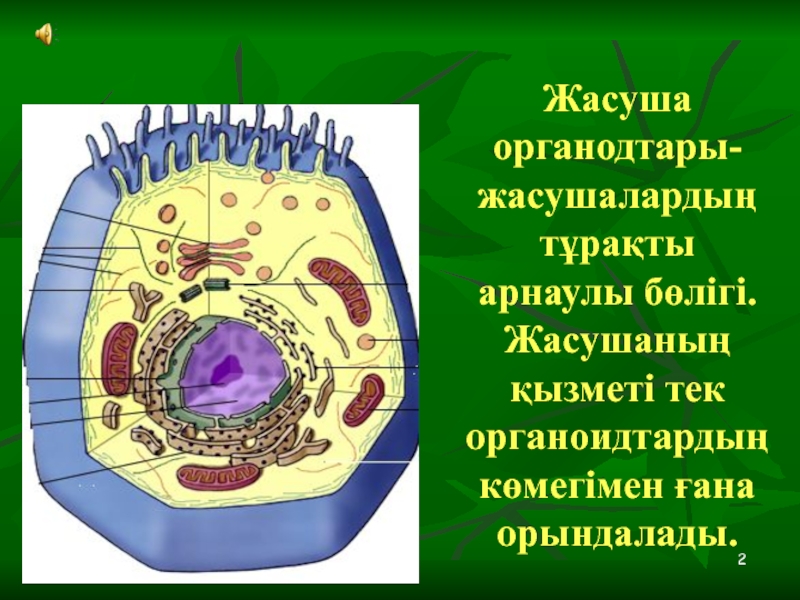 Жасушаның құрылысы фото