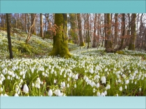 Презентация к уроку ОБЖ Укусы насекомых и защита от них