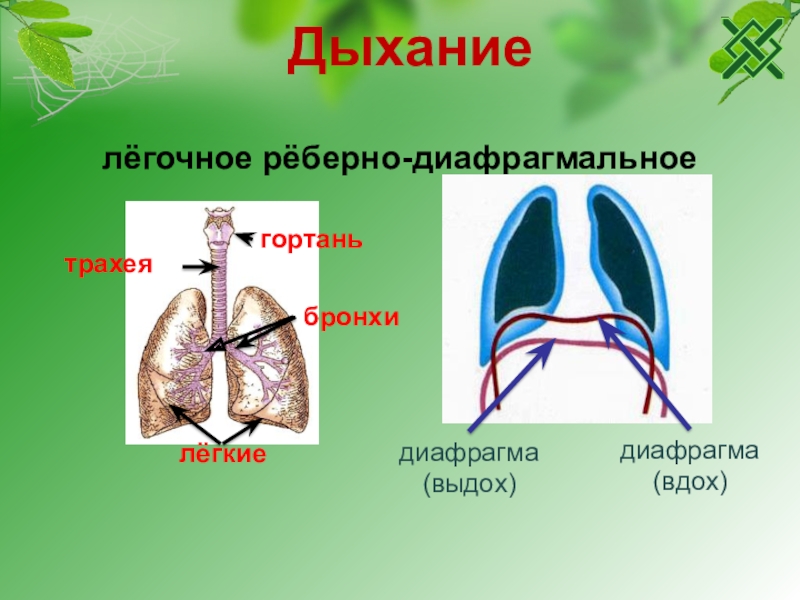 Легочные мешки трахеи. Легочное дыхание. Трахейно легочное дыхание. Легочное дыхание схема. Диафрагмальное дыхание.