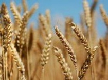 Презентация по казахскому языку в русских классах на тему Қазақстан ормандары