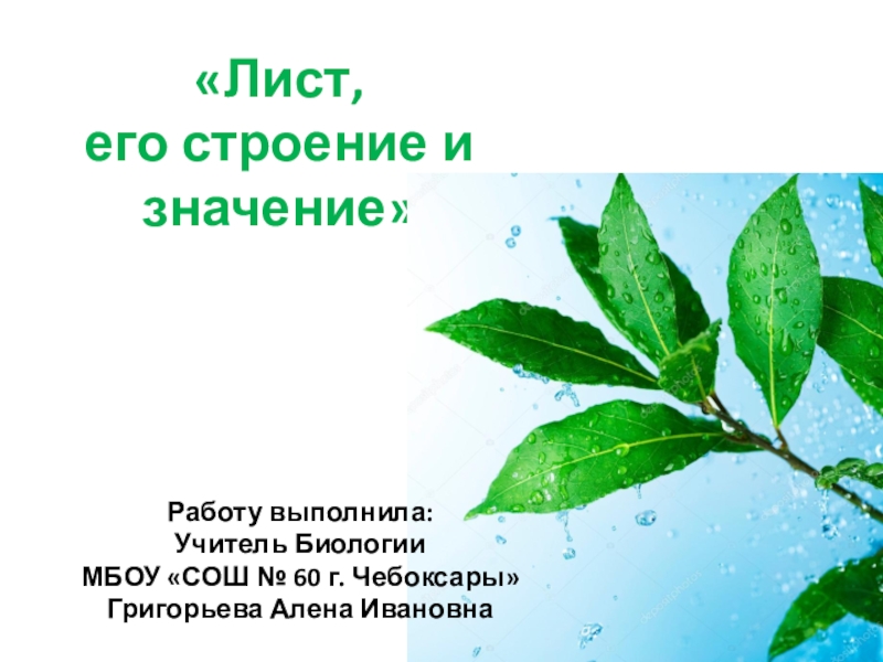 Значение 6 класс. Лист и его значение. Лист его строение и значение 6 класс. Лист и его значение биология 6 класс. Уроки биологии презентация по теме лист его строение.