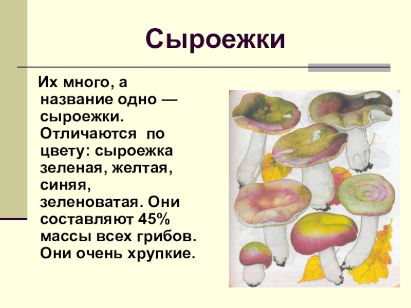 Литературная сыроежка 6. Описание сыроежки для 2 класса. Строение сыроежки. Краткое описание гриба сыроежка. Сыроежка гриб описание.