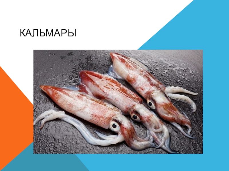 Презентация проекта на тему Морские животные. Кальмары.