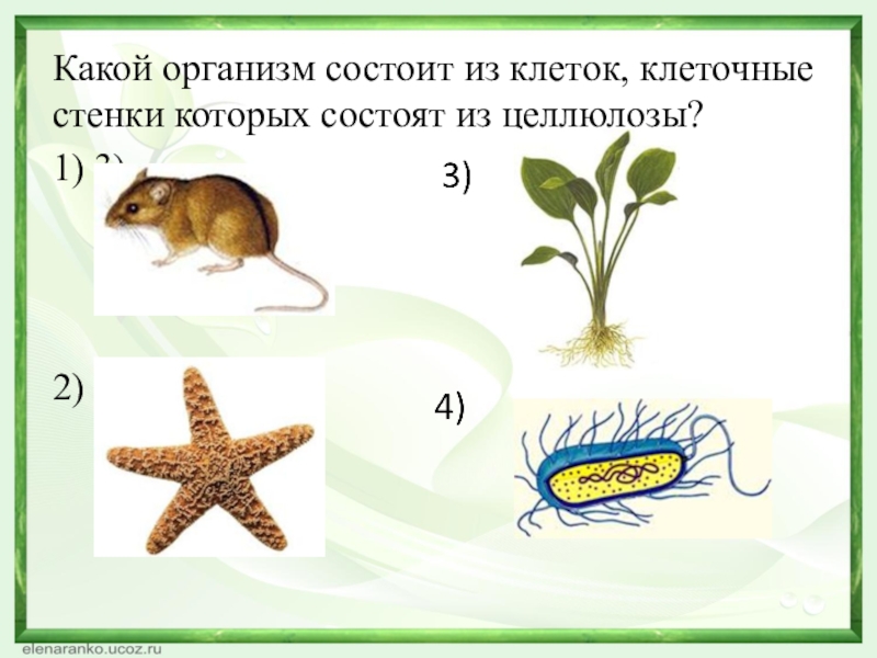 Какой организм выбрал. Какой организм состоит из целлюлозы. Какой организм состоит из клеток клеточные стенки которых. Какие организмы состоят из клеток. Какой организм состоит из клеток целлюлозы.