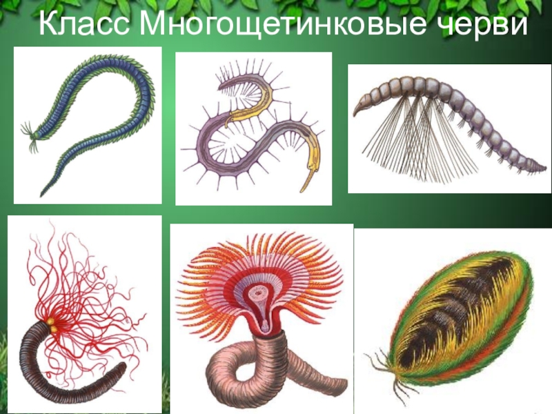 Многощетинковые кольчатые черви. Многощетинковые черви раздельнополые. Кольчатые черви класс многощетинковые. Кольчатые черви полихеты.