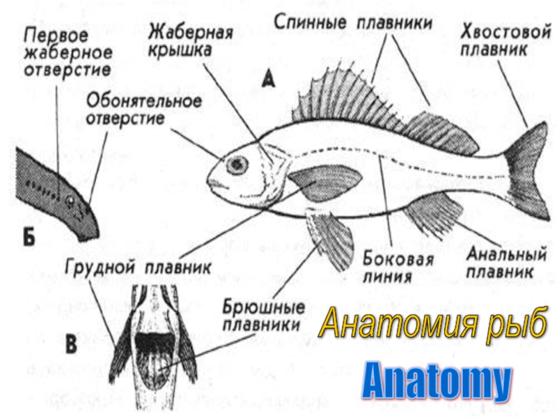 Основание средних лучей хвостового плавника рисунок