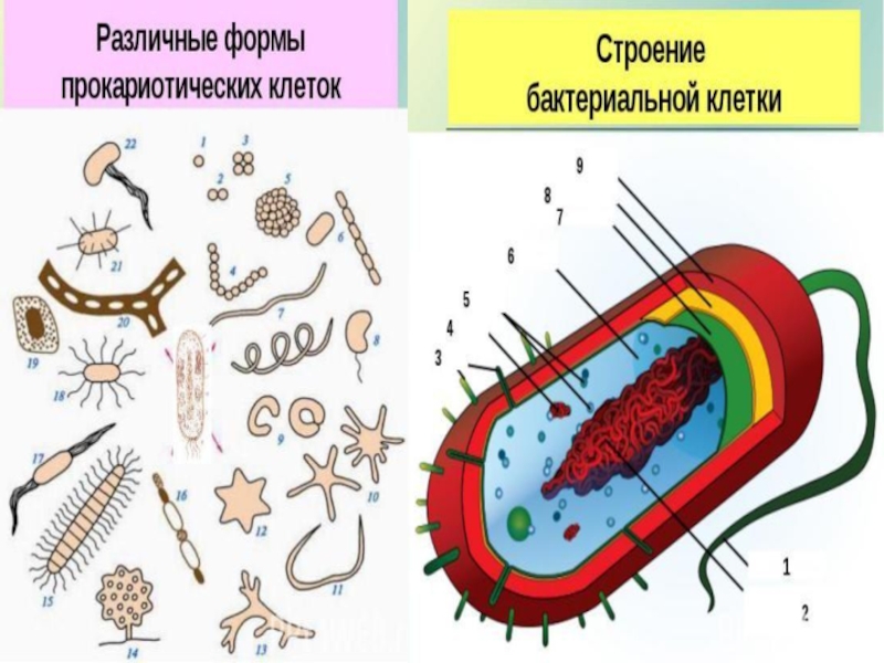 Формы клеток бактерий. Форма бактериальной клетки 10 класс биология. Формы бактериальных клеток схема. Бактерии форма строение. Формы и строение бактериальной клетки.