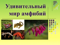 Презентация по теме Удивительный мир амфибий