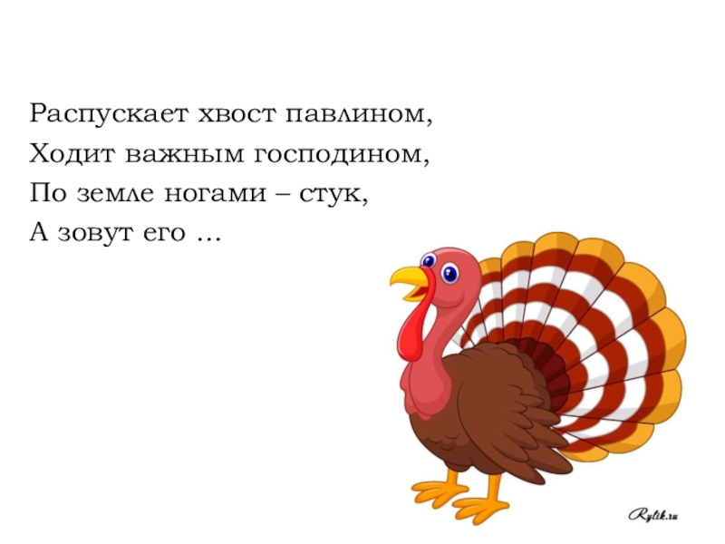 Ходит важный. Распускает хвост павлином ходит важным господином. Распускает хвост павлином загадка. Распустить хвост. Распушу хвост павлином ходит важным господином . Это что.