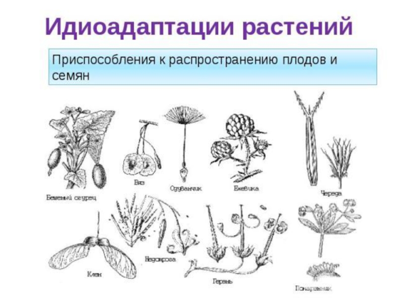 Идиоадаптация биология презентация