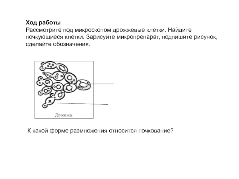 Инструкции по приготовлению микропрепарата животной клетки