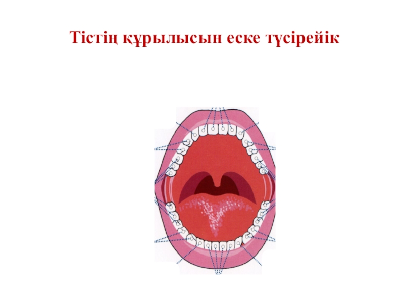 Ауыз алу. Тістің нервтері. Курек тисте неше канал болады.