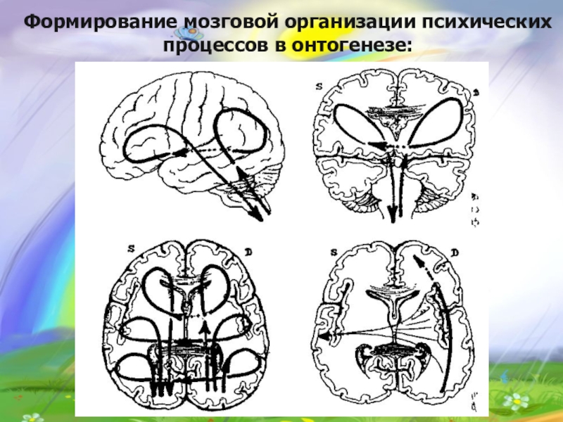 Метод замещающего онтогенеза презентация