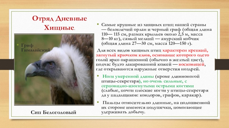 отряд соколообразные описание признаков. особенности дневных хищных. птицы отряд соколообразные. дневные хищные. классификация дневных хищных птиц.