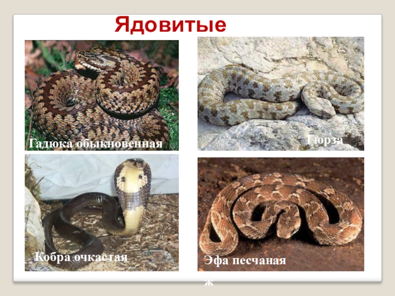 змеи представители пресмыкающихся. ядовитые и неядовитые змеи. виды змей названия. чешуйчатые подотряд змеи представители. неядовитые змеи представители.