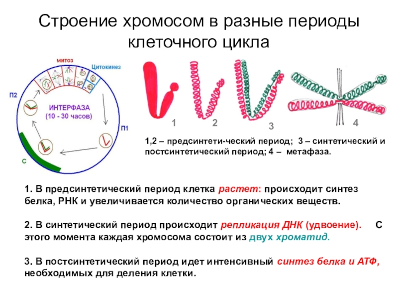 Структура и функции хромосом 11 класс пономарева презентация