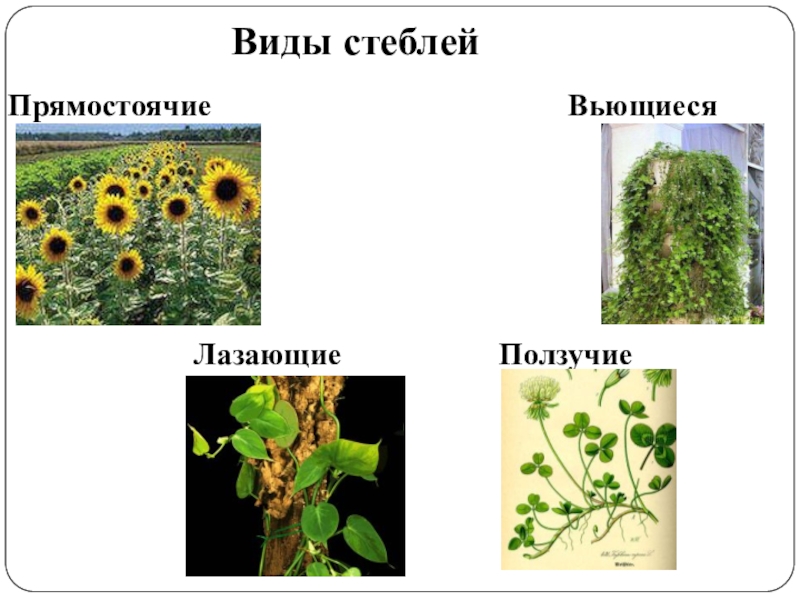 Какой стебель. Прямостоячий вьющийся лазающий и ползучий стебли это. Вьющиеся прямостоячих стеблей. Прямостоячие стелющиеся стебли. Прямостоячий стебель.