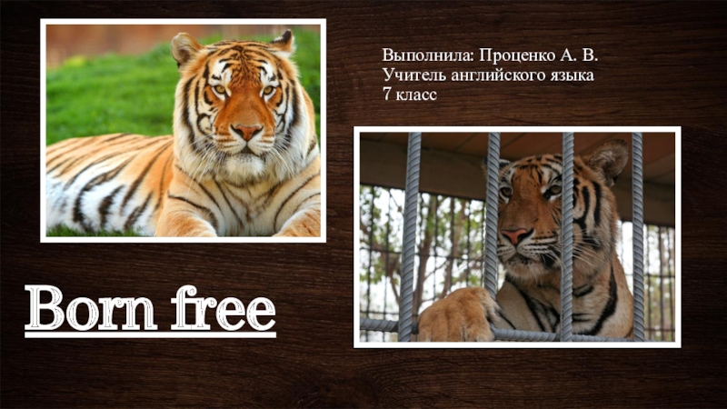 Born free презентация