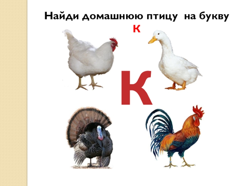 5 букв ца. Домашняя птица на букву к. Птицы на букву а. Домашняя птица на букву ц. Домашние птицы с буквами.