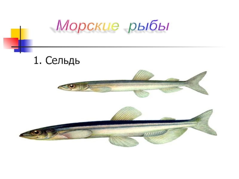 Кто такие рыбы презентация 1 класс. Морские рыбы сельдь с текстом. Сельдь морская или Речная рыба. Сельдь 1 класс окружающий мир. Сельдь описание рыбы 1 класс.