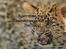 Презентация по биологии на тему Критерии вида. Семейство кошачьих. Леопард.