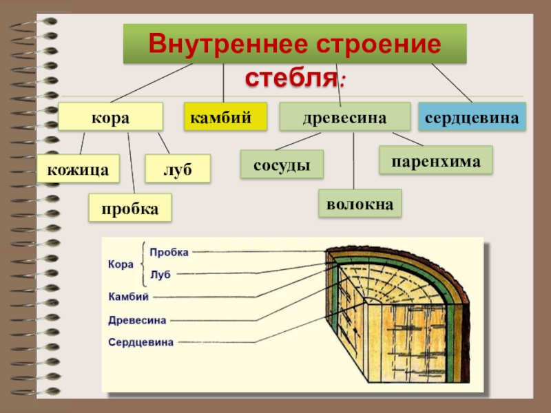 Строение и функции сердцевины стебля