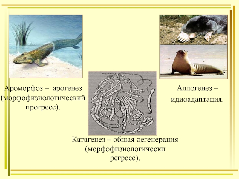 Арогенез аллогенез катагенез презентация