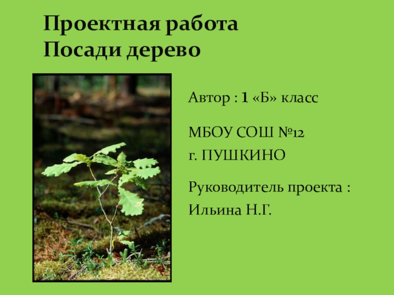 Доклад: Как вырастить саженцы деревьев в комнатных условиях