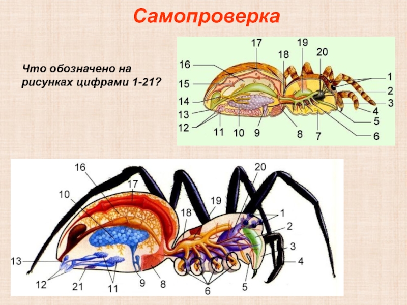 1 что обозначено на рисунке под. Сердце членистоногих. Кровеносная система пчелы схема. Трёхслойное тело членистоногих. Членистоногие зародыш.