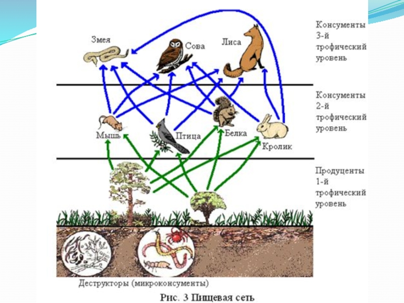 Трофическая пищевая цепь из 10 уровней. Схема пищевой Цепочки лесного биогеоценоза. Схема пищевой сети лесного биоценоза. Трофическая цепь, пищевая цепь, цепь питания есть:. Биоценоз сеть питания схема.