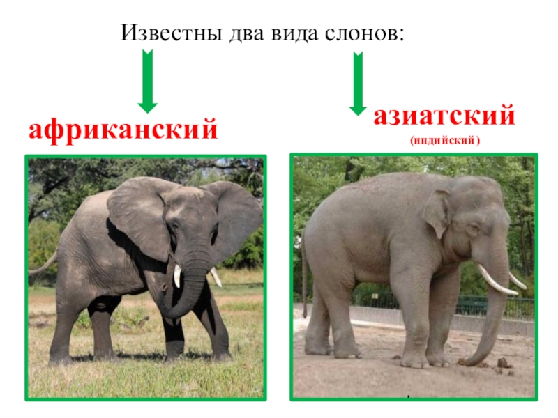 Презентация про хоботных