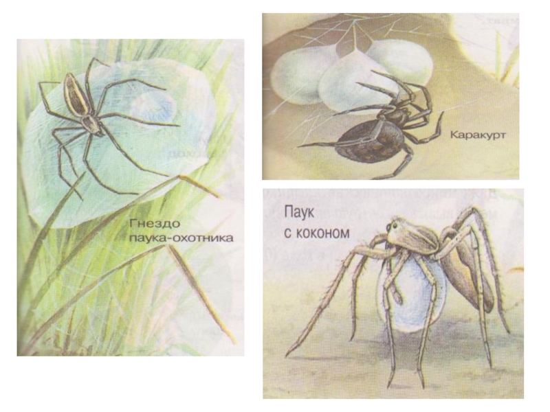 Каракурт рисунок с обозначениями