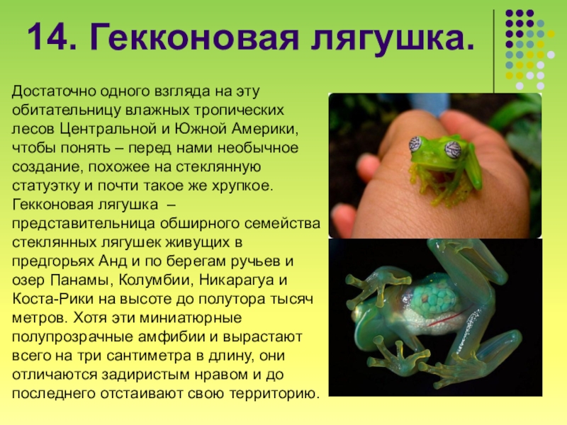 Лягушка 2 класс. Гекконовая лягушка. Доклад про лягушку. Факты о лягушках. Интересные сведения о лягушках.
