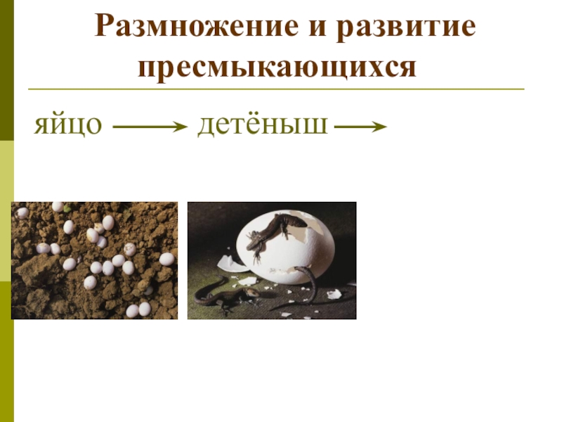 Размножение и развитие млекопитающих годовой жизненный цикл 7 класс презентация пономарева