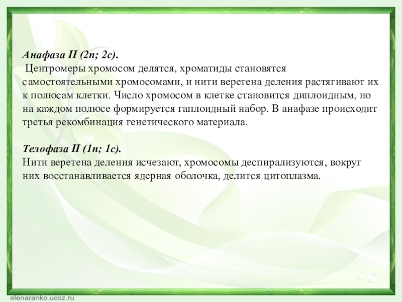 Анафаза II (2n; 2с). Центромеры хромосом делятся, хроматиды становятся самостоятельными хромосомами, и нити веретена деления растягивают их