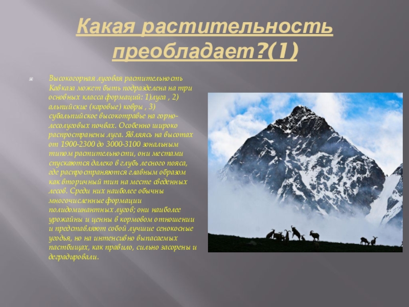 Чем отличаются уральские горы от кавказских. Кавказские горы презентация. Проект горы Кавказа. Северный Кавказ презентация. Кавказские горы слайды.