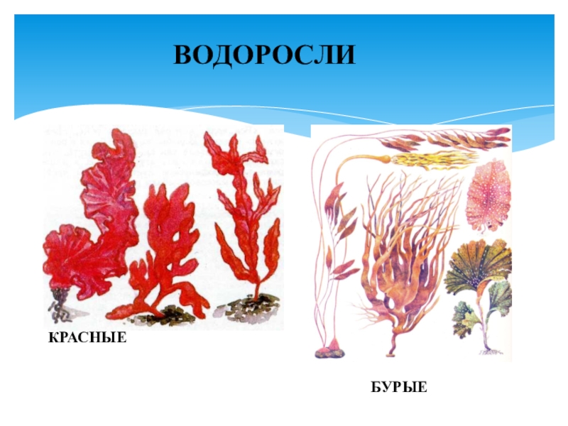 Водоросли картинки биология