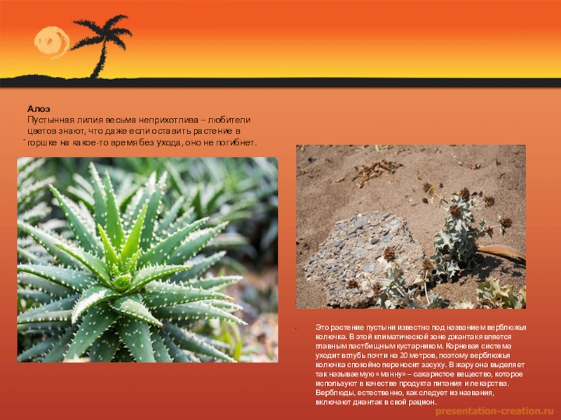 Растения пустыни 5 класс биология. Растения в пустыне название. Пустынные растения названия. Растения пустынь Африки. Растительность пустыни джантак.