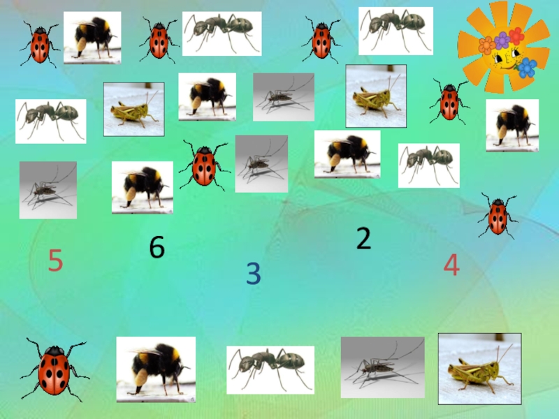 Презентация насекомые для подготовительной группы