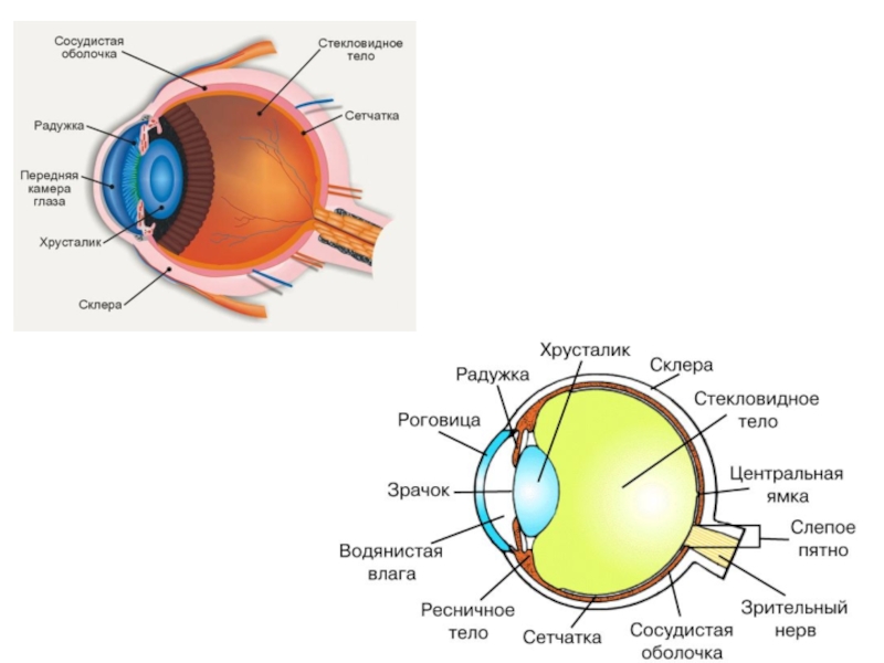 Глаз 8 класс. Орган зрения и зрительный анализатор схема. Анатомия органа зрения зрительные функции. Анализатор глаза биология 8 класс. Схема анализатора зрения.