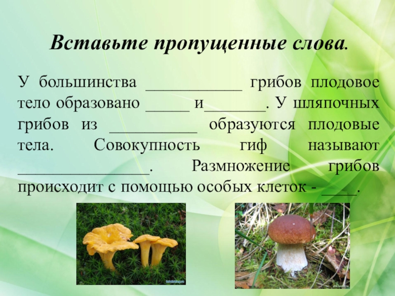 Гриб предложение. Плодовое тело шляпочных грибов образовано. Размножение шляпочных грибов 5 класс. Спиодовое тело грибы 5 класс. Плодовые тела большинства грибов образованы.