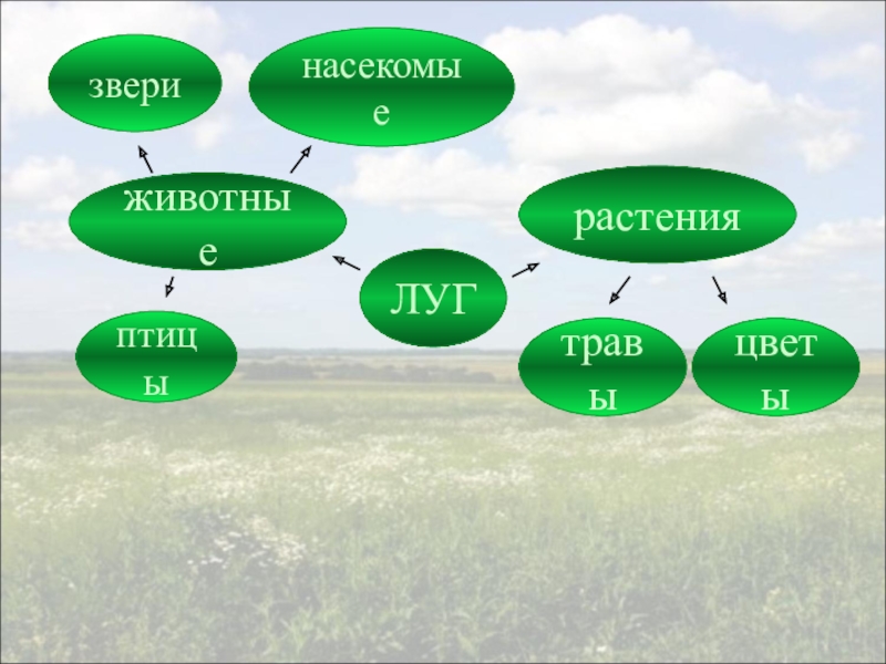 Презентация на тему природное сообщество луг