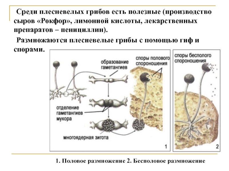 Размножение мукора. Жизненный цикл мукора. Цикл развития гриба мукора. Гриб мукор жизненный цикл. Строение и цикл развития мукора.