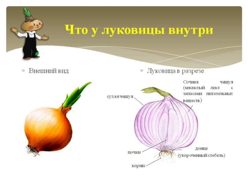 Лук 5 класс биология. Луковица репчатого лука строение луковицы. Строение луковицы репчатого лука. Внешнее строение луковицы репчатого лука. Внешний вид луковицы репчатого лука.