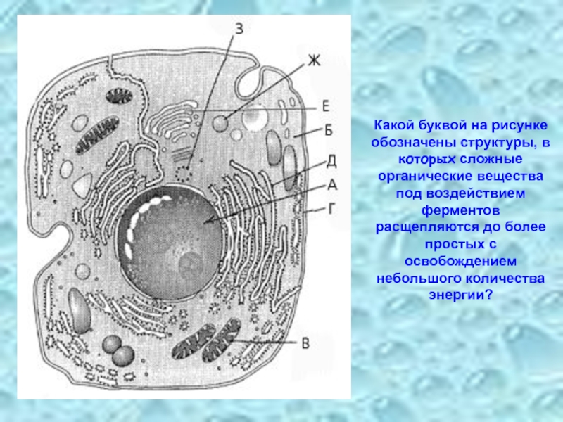 Рассмотрите рисунок растительной клетки какие органоиды. Строение строение животной клетки. Рисунок растительной клетки какая структура клетки. Структурное строение клетки. Рисунки в клетку.