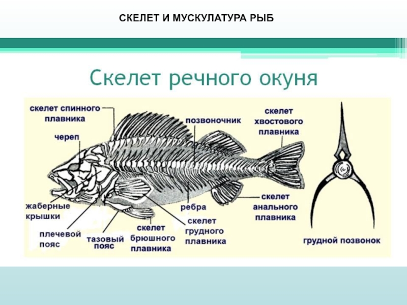 На рисунке изображены треска и окунь длина окуня 20 см какова примерная длина трески