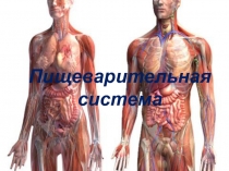 Презентация по биологии на тему Пищеварительная система (8 класс)