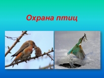 Презентация к уроку в 7 классе Охрана птиц