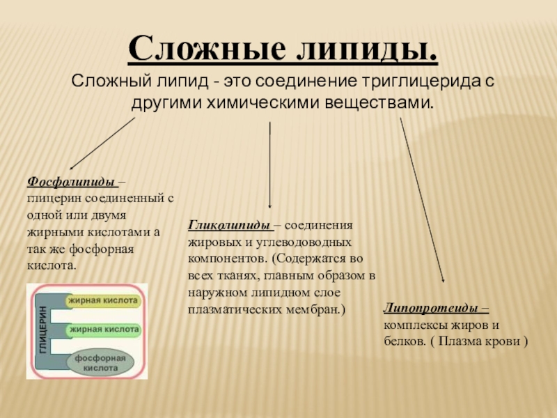 Жиры 9 класс презентация